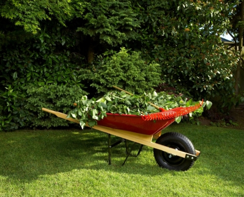 Shrub Removal A red wheelbarrow full of trimmed shrub branches.